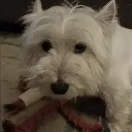 Westie-vs-Scottie-Dog-Training